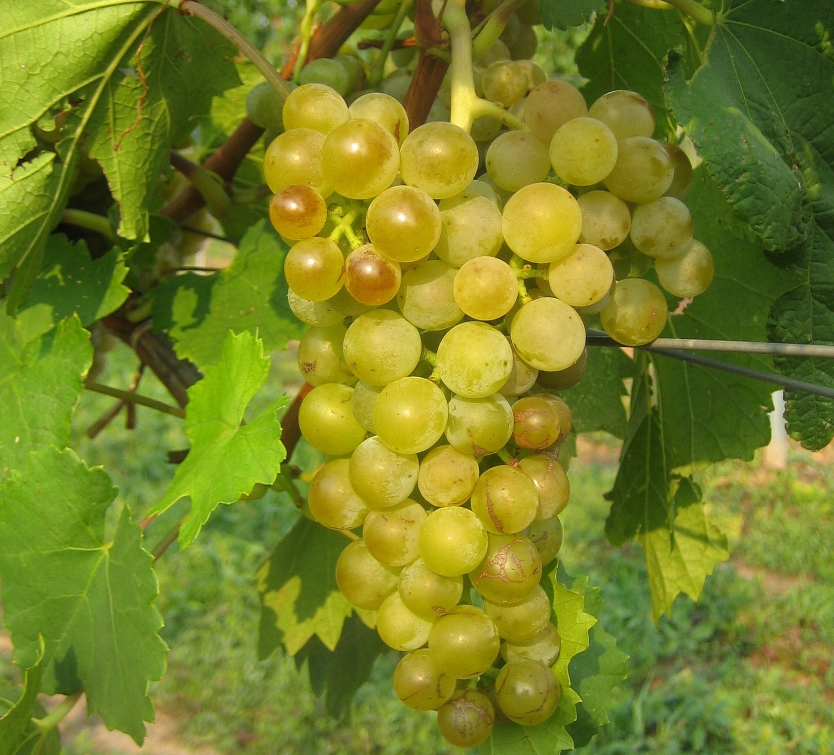 Виноград Vitis vinifera Golden Champion