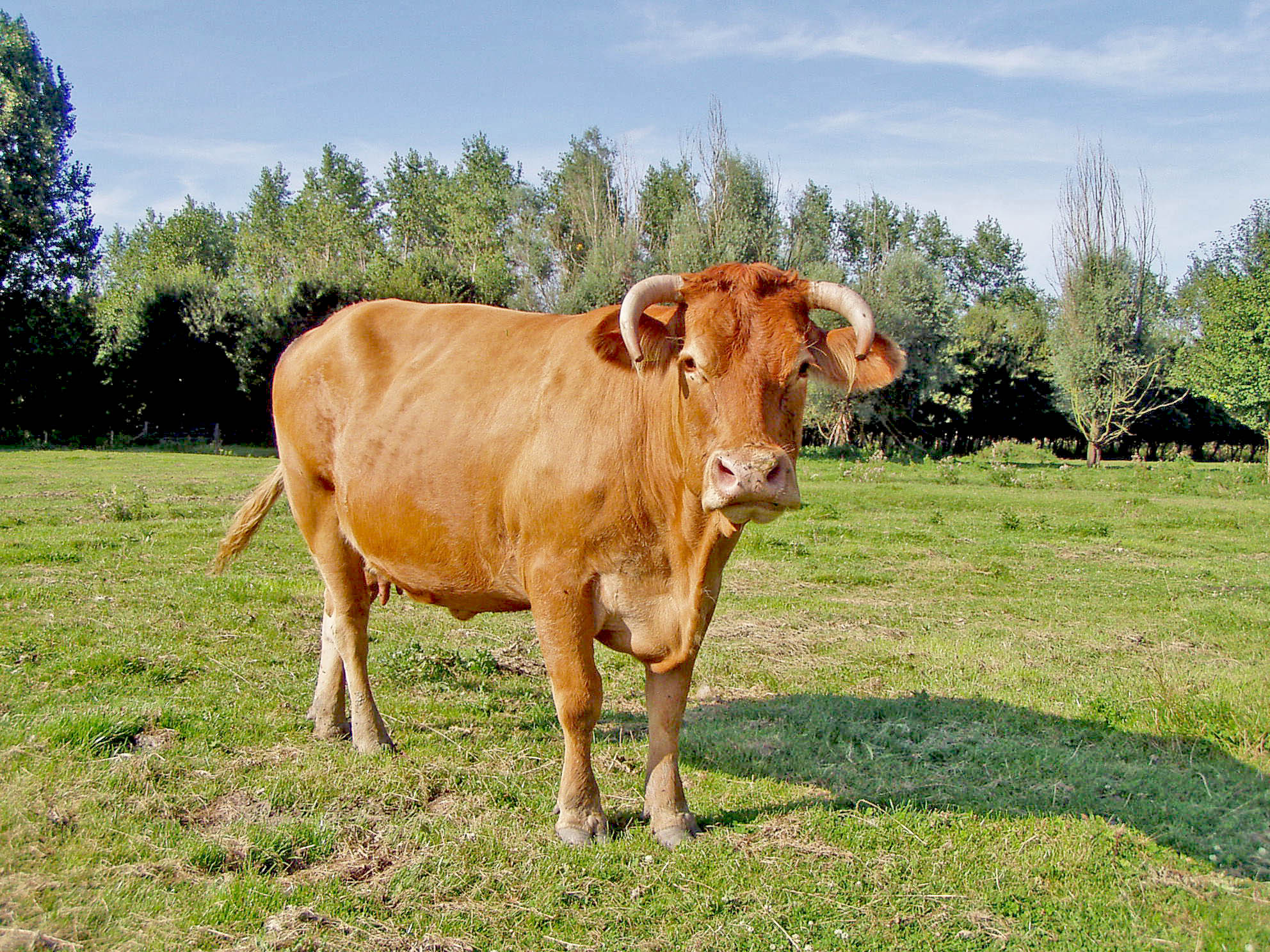 Tsammalex Bos Taurus Cattle