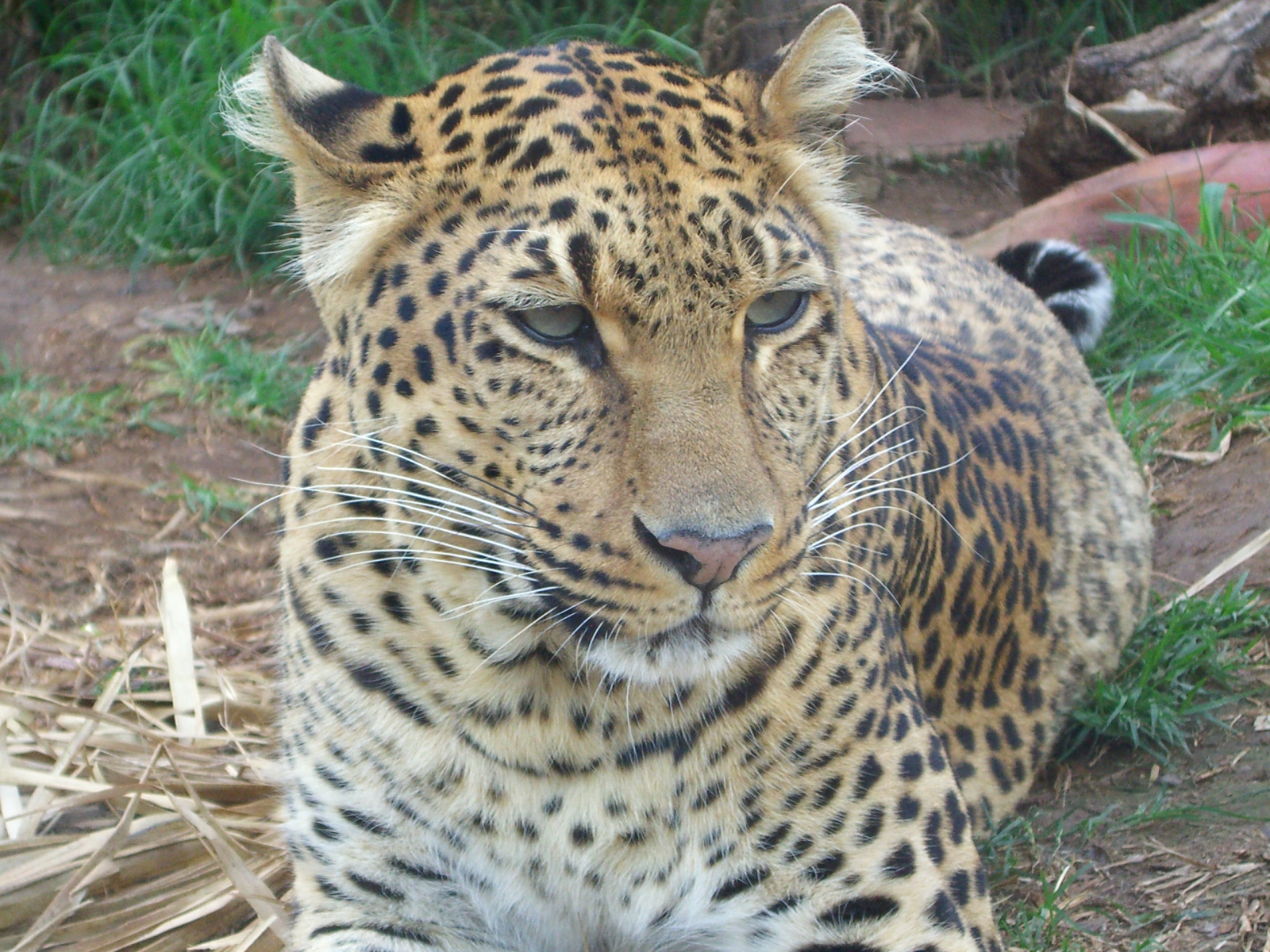 Tsammalex - Panthera pardus pardus (African Leopard)