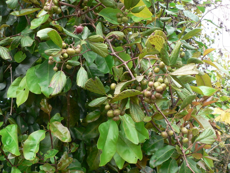 Tsammalex - Rhoicissus tridentata (Bushman's grape)