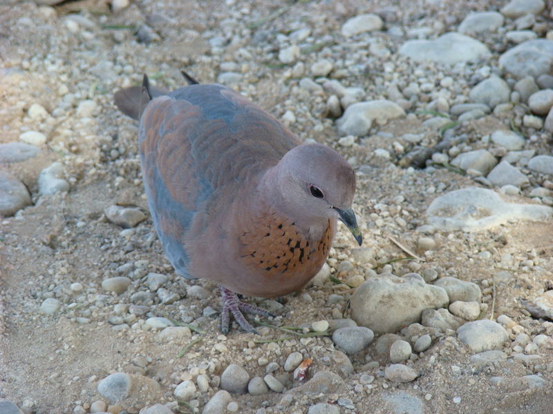 Laughing dove - Wikipedia