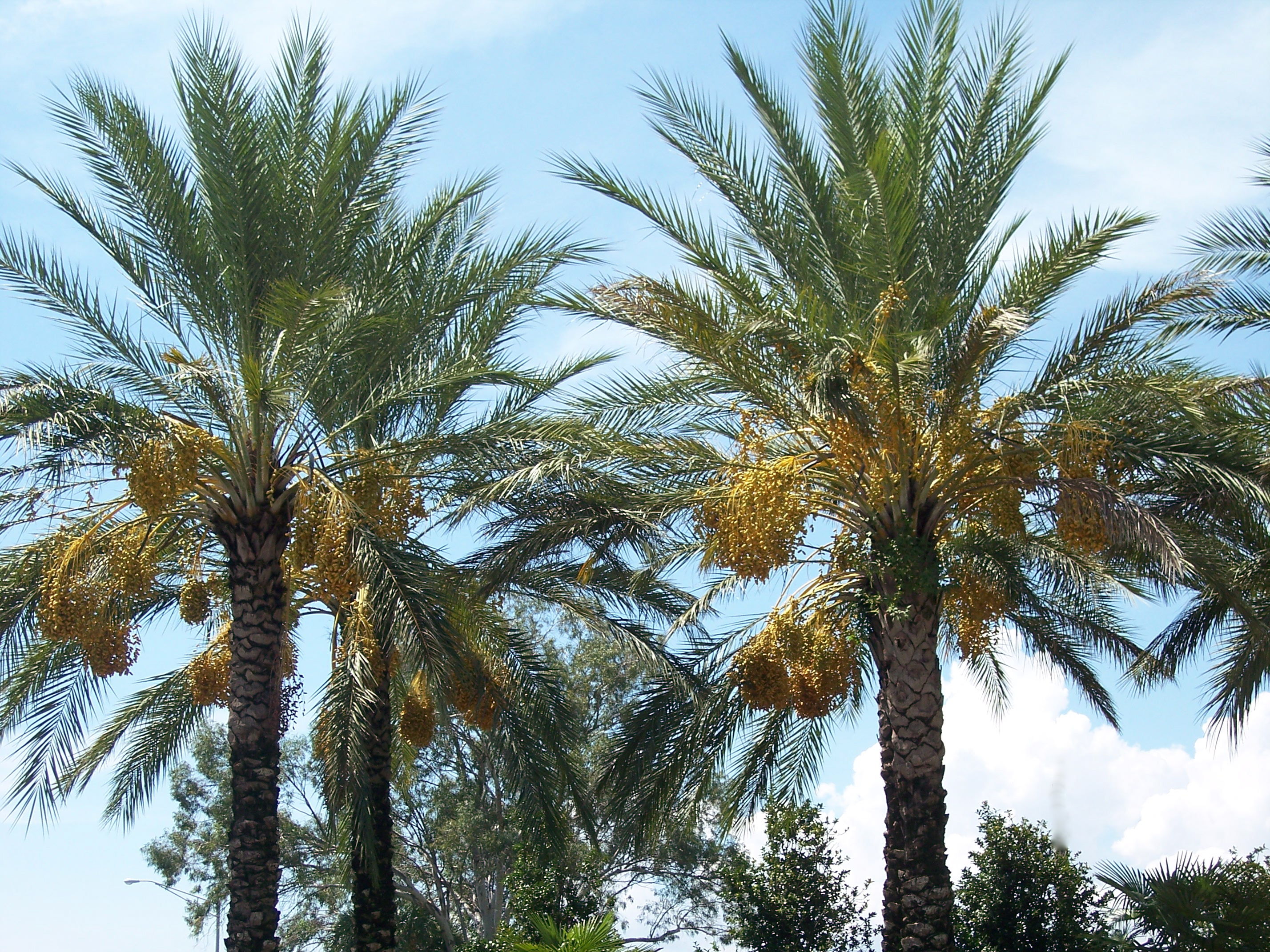 Финиковая пальма где растет природная зона