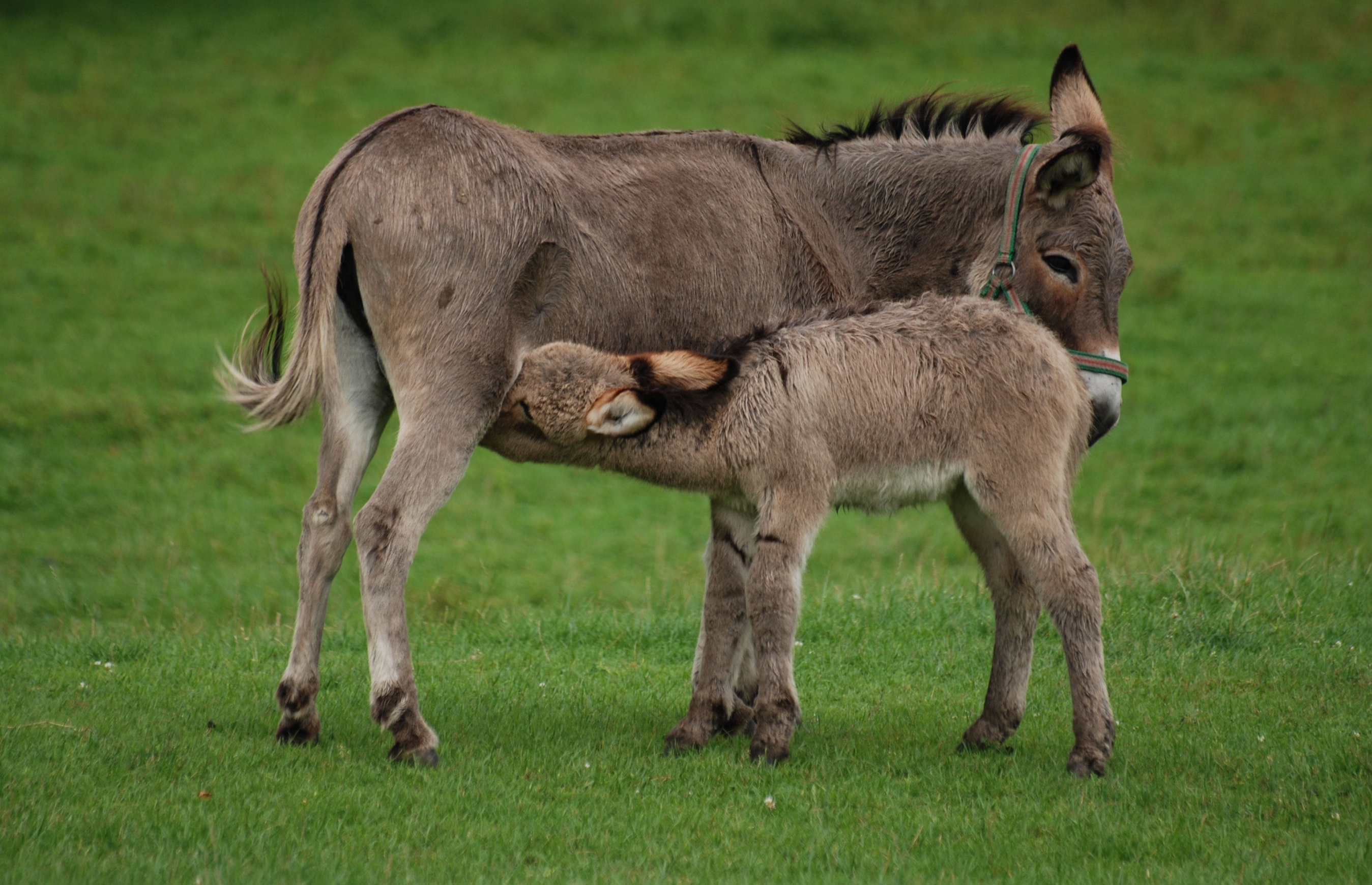 Рождает детенышей и выкармливает их молоком. Осел ослица Осленок. Equus asinus. Самка осла. Ослик животное.